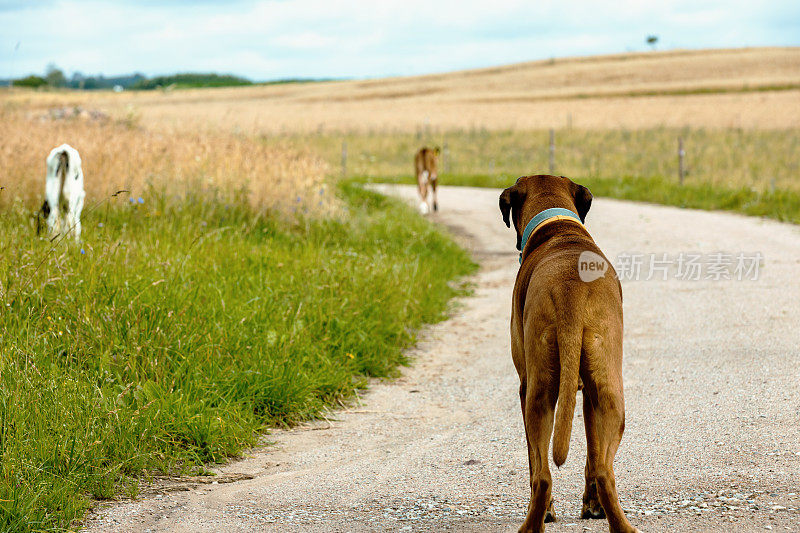 狗站在乡村的路上看着小母牛。