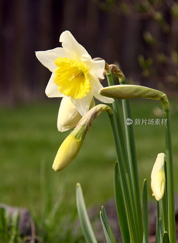 水仙花盛开