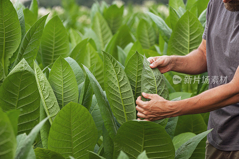 检查烟草植株叶子的农民的手
