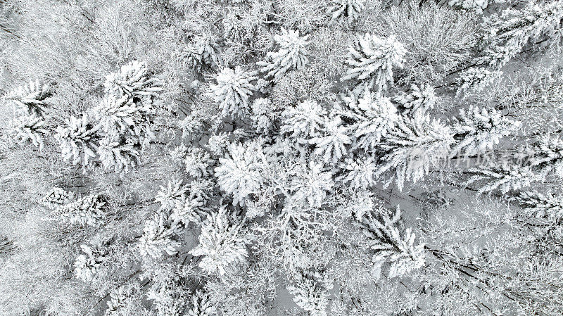 加拿大魁北克，暴风雪后冬季北方自然森林的鸟瞰图