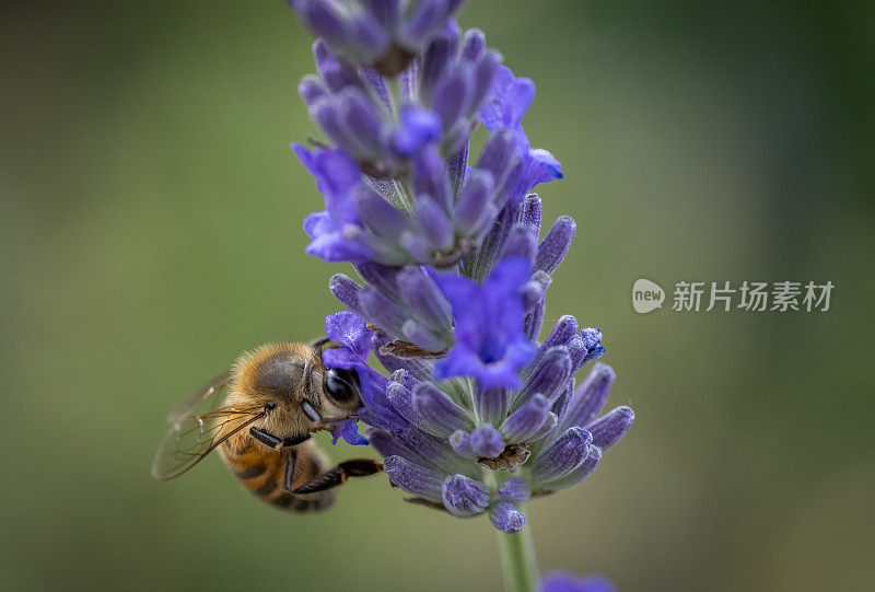 薰衣草上的蜜蜂