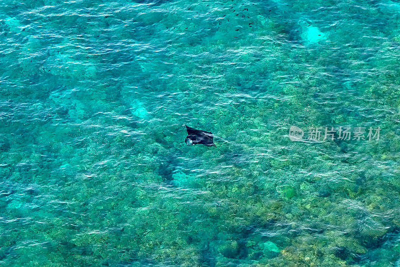 蝠鲼在印尼巴厘岛努沙佩尼达的苏威汉湾游泳