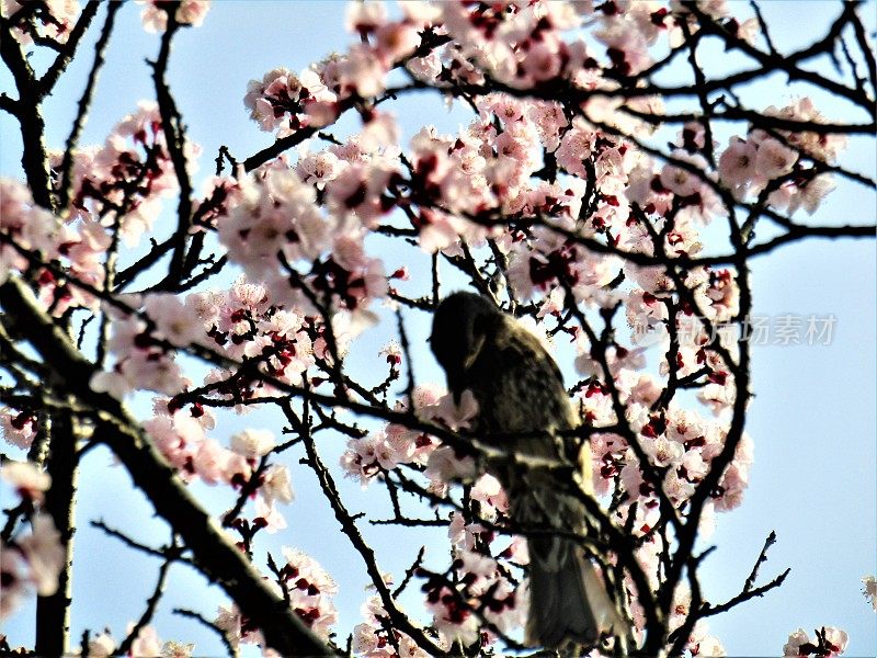 日本。3月底。鸟儿欣赏樱花。