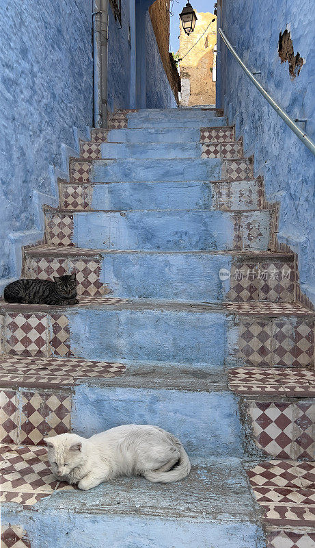 楼梯上的猫Chefchaouen，摩洛哥