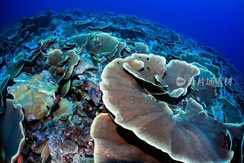 生菜、珊瑚、肠系膜Turbinaria肠系膜的大片田野，许多鱼类种类在外礁，帕劳，密克罗尼西亚