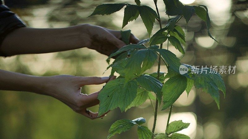 照料一株幼苗。拯救地球