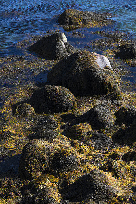 海岸的退潮