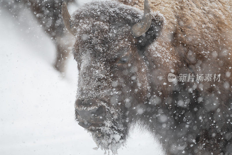 黄石国家公园的野牛在强烈的暴风雪中接近