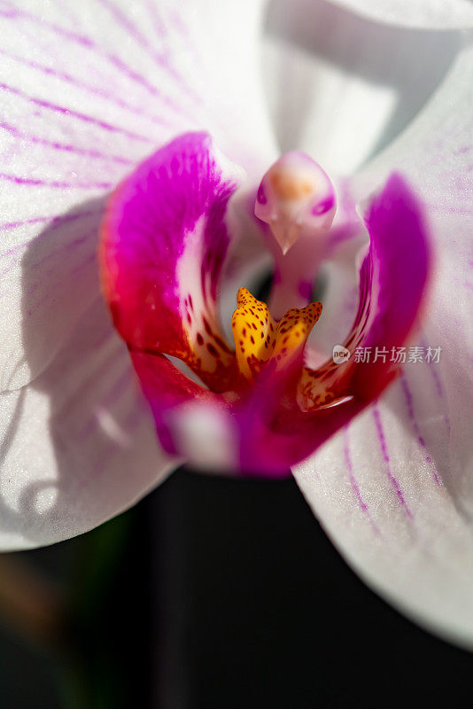 接近美丽的花蝴蝶兰-蛾兰花或蝴蝶兰花