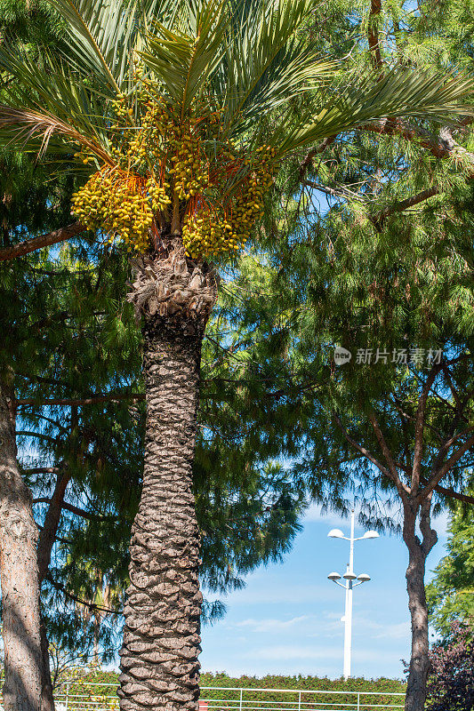 西班牙瓦伦西亚的枣椰树