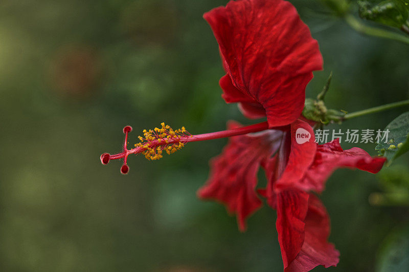 DSC08923红色芙蓉宏配置文件