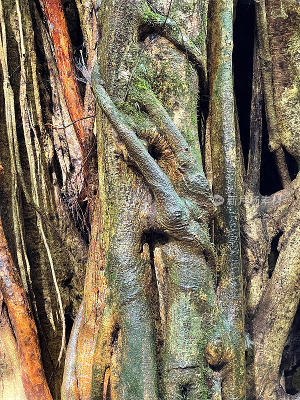 缠绕的榕藤，哥斯达黎加