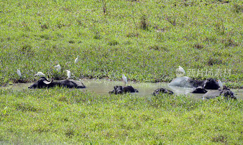 哥斯达黎加蓬塔班科，水牛在泥泞的水池里打滚降温，而牛白鹭栖息捕食昆虫