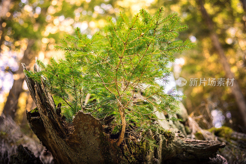 云杉芽，自然保护区