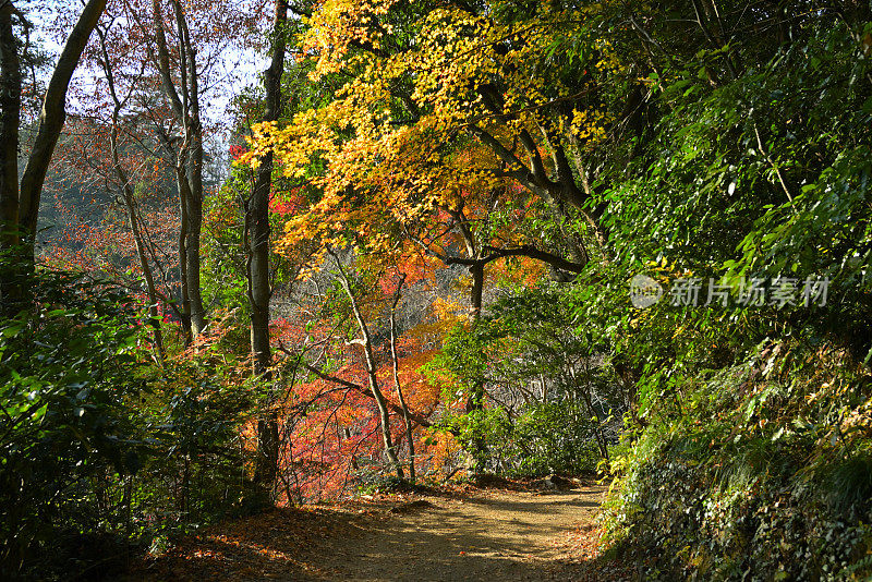 秋天的风景，高尾山，日本东京(11月-2022年)