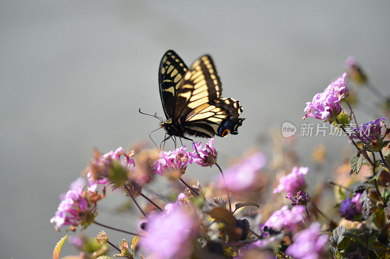 八角燕尾蝶啜饮花蜜