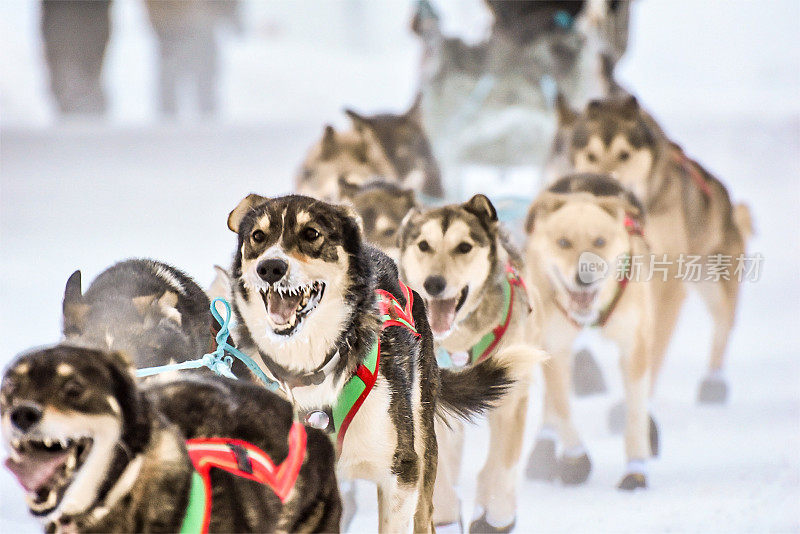 阿拉斯加的狗拉雪橇——决心要赢