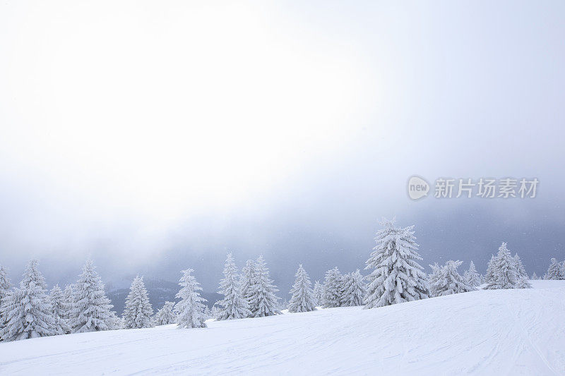 冬天的风景。圣诞节的仙境。神奇的森林。松林覆盖着粉雪完美的雪道外深雪滑雪。高山景观意大利阿尔卑斯山滑雪场。滑雪胜地意大利，欧洲。