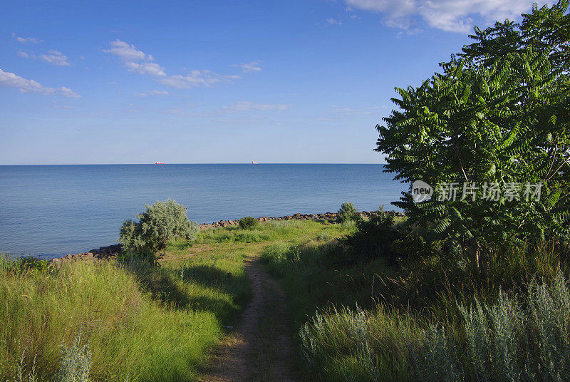 美丽的黑海海岸。岸边有绿草和树。