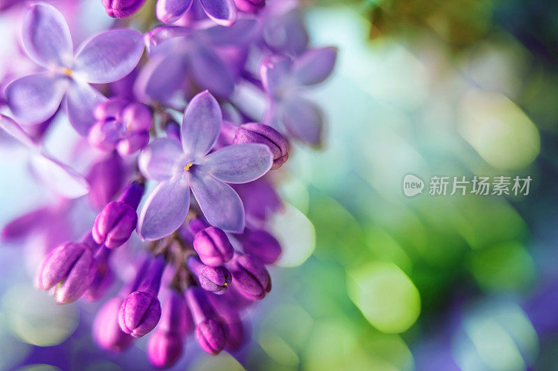 丁香花特写与复制空间和散景