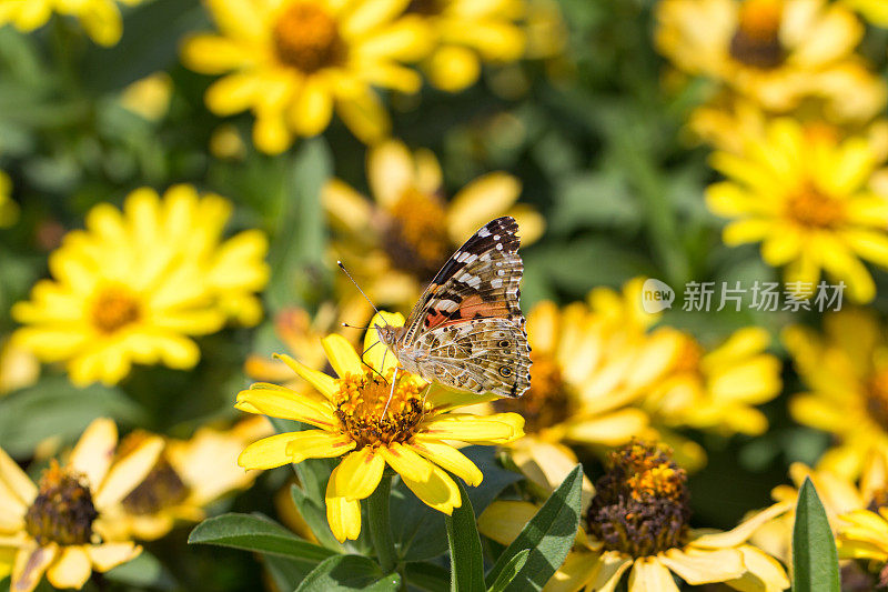 画的女士(凡妮莎·卡杜伊)在百日菊花上。