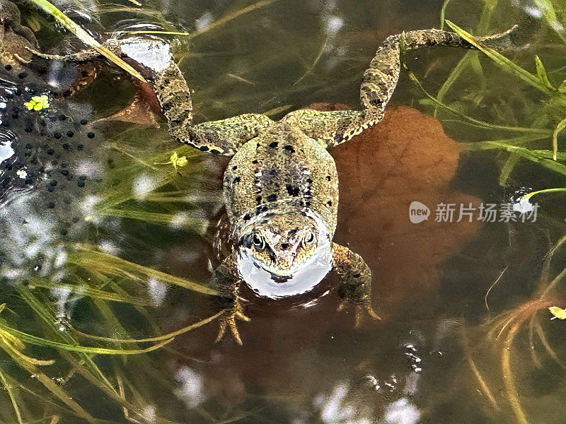 三月间，英国，一只在静止池塘里的池蛙