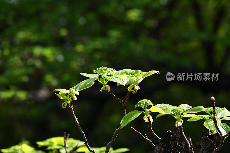 接骨木花的新鲜叶子在春天