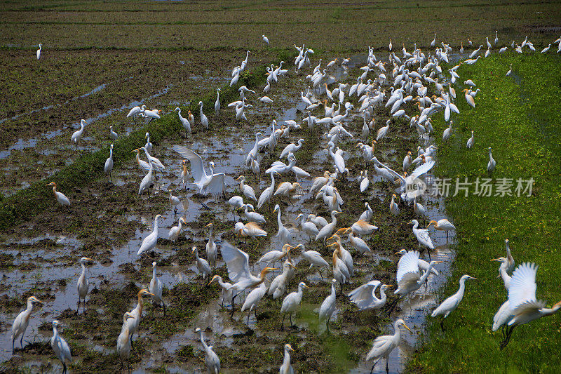 成群的白鹭在田野里寻找食物。