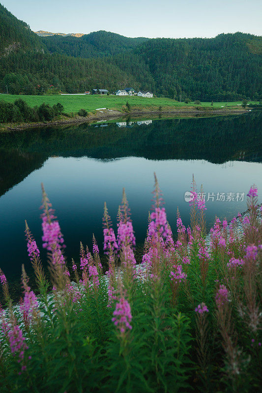挪威湖泊的美景，周围环绕着羽扇豆