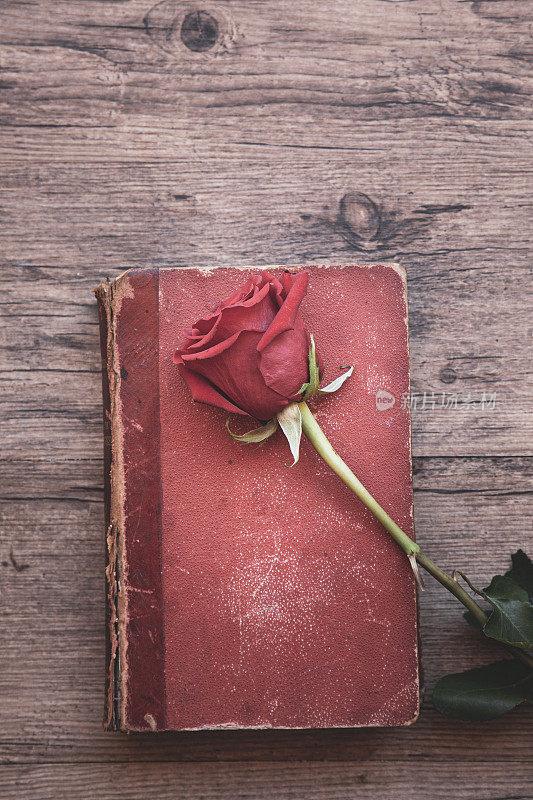 红书和玫瑰花