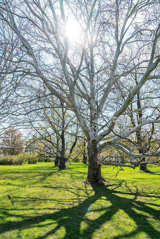 巨型梧桐树-植物园，汉密尔顿，加拿大