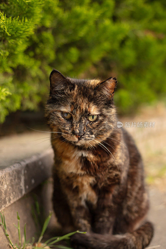 多色的流浪猫站在街中央。