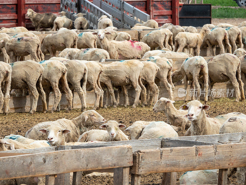 围栏里刚剪完毛的一群羊