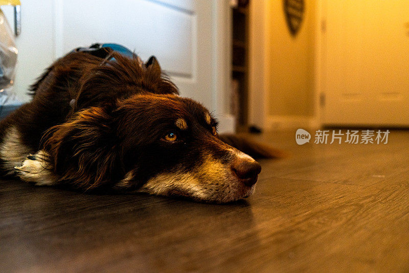 一只安静的杂交狗，澳大利亚牧羊犬和牧羊犬的混合体，躺在硬木地板上，棕色和浅黄色的皮毛形成了美丽的对比，它平静地凝视着远处。