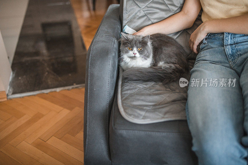 一个不知名的女人坐在公寓客厅的沙发上抚摸着一只咕噜咕噜叫的猫