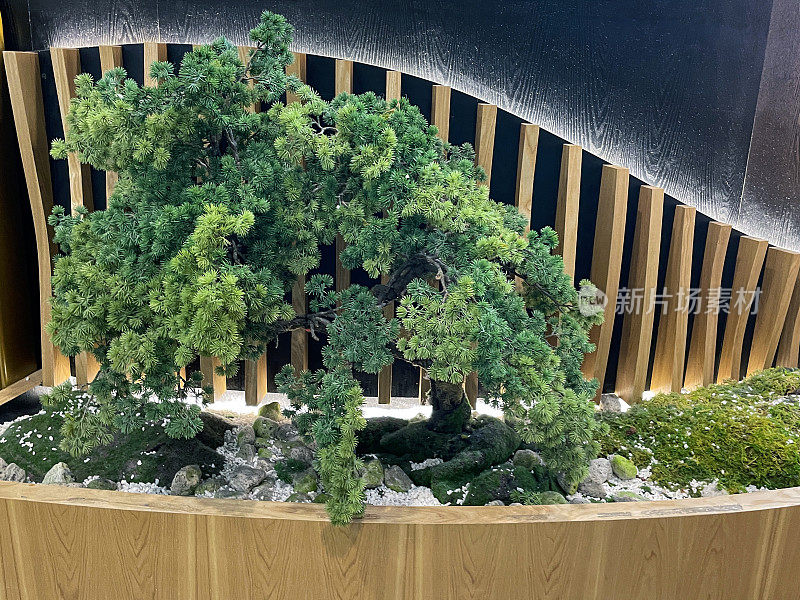 人工日本白松特写形象，木槽陈列，造型逼真，室内设计塑料盆景树