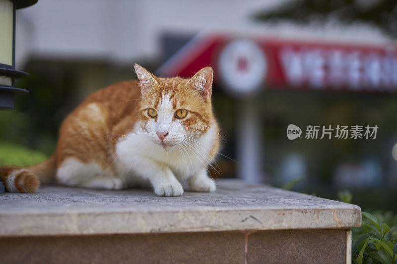 姜和白猫坐在花园石，在背景软焦点兽医标志几乎是可见的