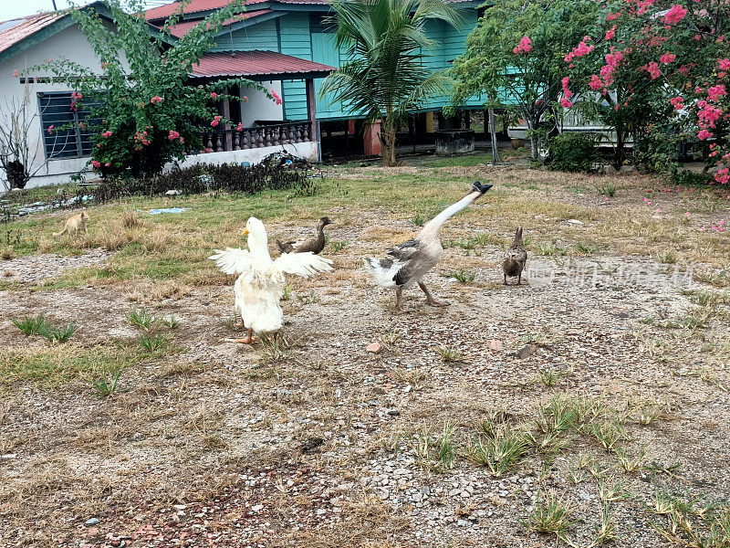 鸭子、鹅和小鹅在乡间别墅的院子里