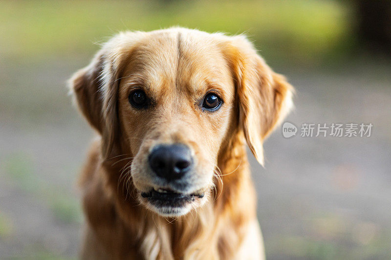 金毛猎犬宠物的肖像与温暖的午后光线。