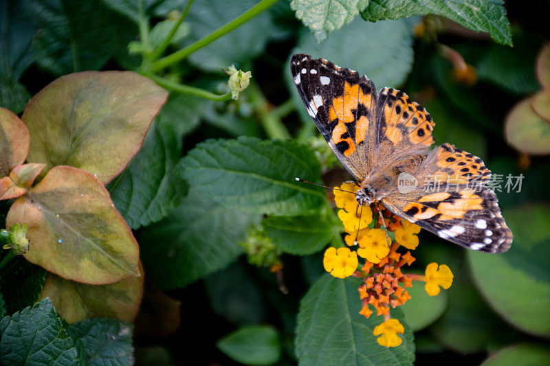 大自然的奇迹:彩色蝴蝶产卵