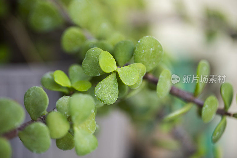 马齿苋属植物