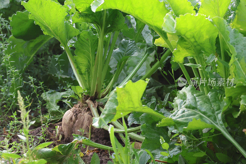 地里长着甜菜