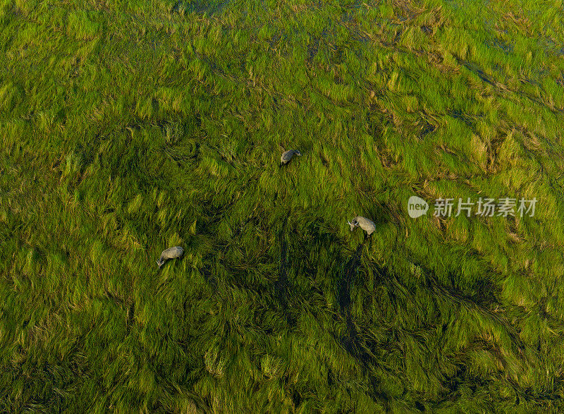 摘要航拍的水牛在草地上吃草，江西省