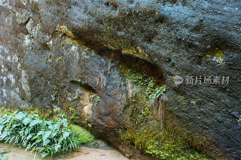 福建南平武夷山大红袍茶园