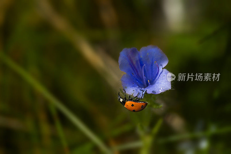 瓢虫在风信子花上