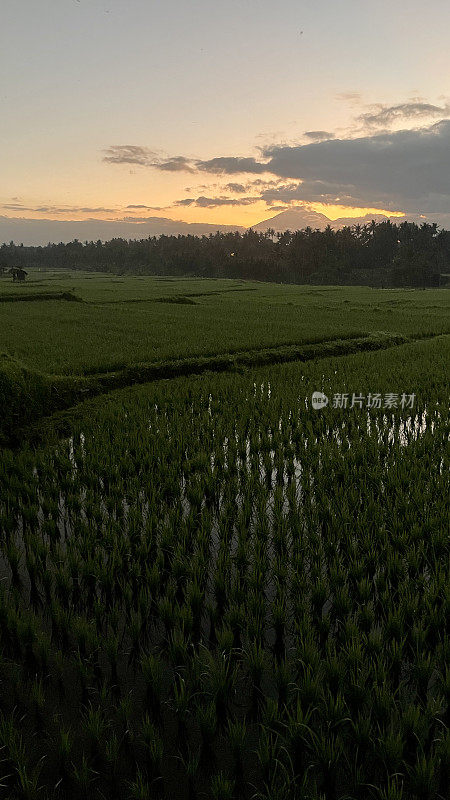 日出时巴厘岛乌布稻田里的火山