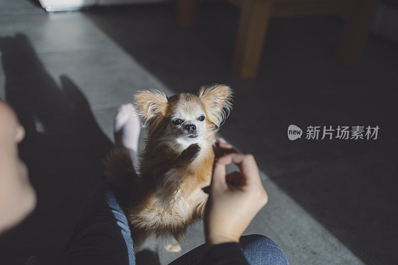 一个女人带着一只吉娃娃狗在客厅里