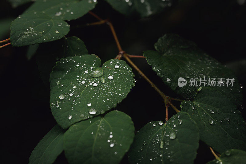 在忧郁的光线下，雨滴落在树叶上