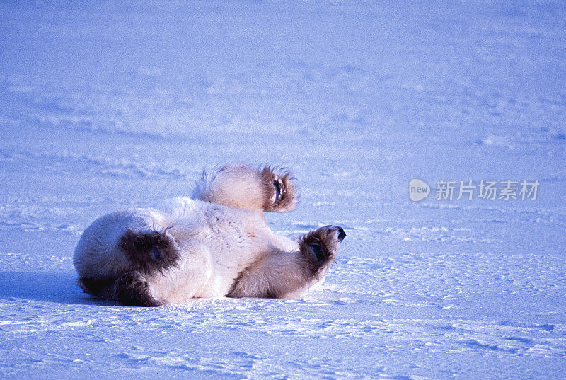 一只野生北极熊在雪地上打滚