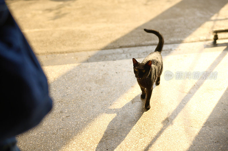 漂亮的小黑猫。